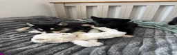 Mixed Breed dogs for sale: Crufts Line Husky x Malamute - Health tested 🐾 - Advert 8
