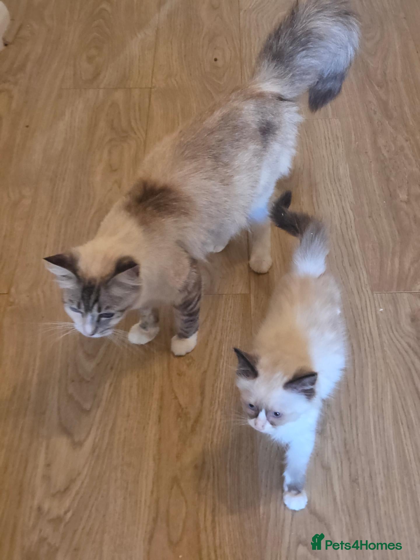 Ragdoll cats ​GCCF Ragdoll Kittens - Pet or Active  - Advert 2