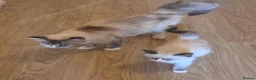 Ragdoll cats for sale: GCCF Ragdoll Kittens - Ready Now (Pet or Active) - Advert 4
