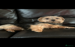 Norfolk Terrier dogs for sale: Nolfolk terrier pups - Image 2