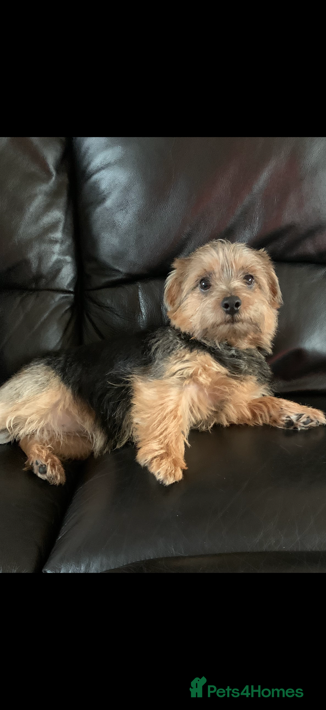 Norfolk Terrier dogs for sale: Nolfolk terrier pups - Image 2