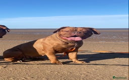 Dogue De Bordeaux dogs for sale: 6 stunning chunky Douge de Bordeux pups - Image 38
