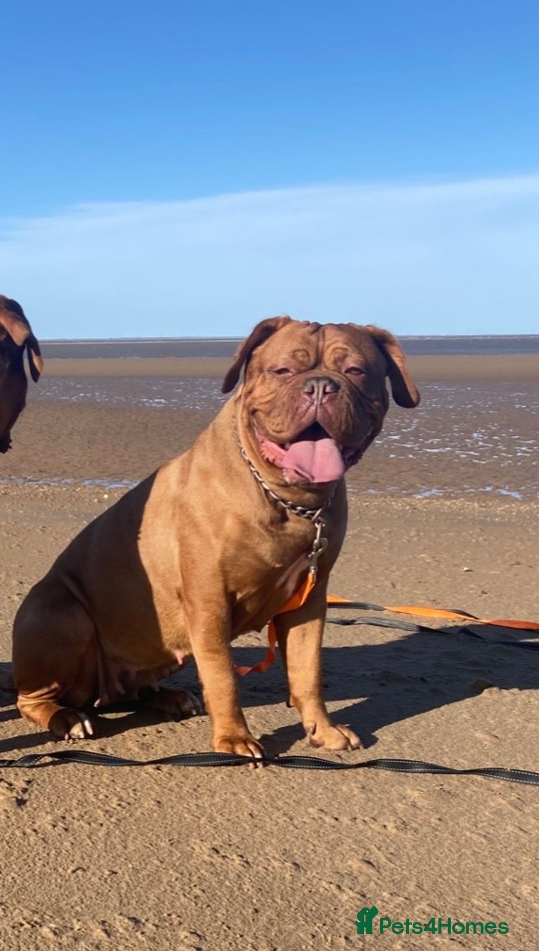 Dogue De Bordeaux dogs for sale: 6 stunning chunky Douge de Bordeux pups - Image 38