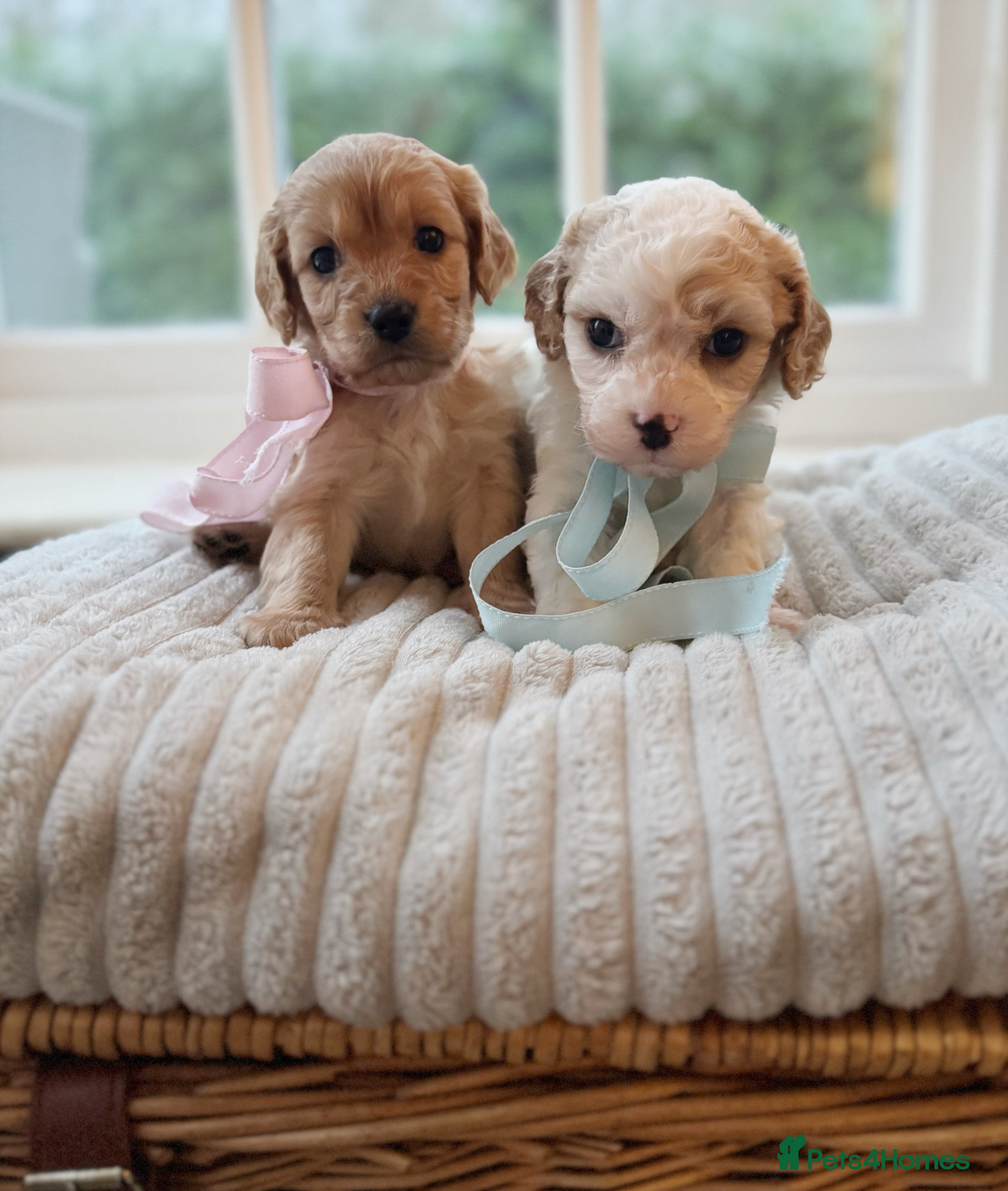 Cavapoochon dogs Cavapoochon puppies - Advert 1