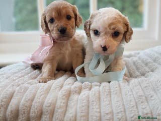 Cavapoochon dogs Cavapoochon puppies - Advert 2