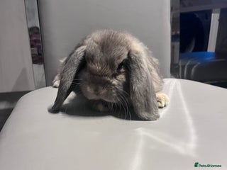 Mini Lop rabbits Litter of mini lops - Advert 1