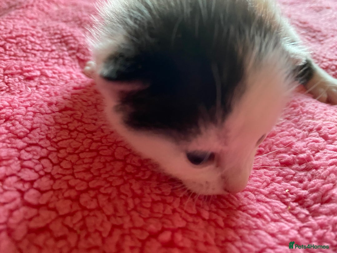 British Shorthair cats for sale: Beautiful baby kittens ready 23rd Dec - Advert 12