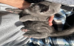 British Shorthair cats for sale: Brittish Shorthair Crossbreed Kittens  - Image 2