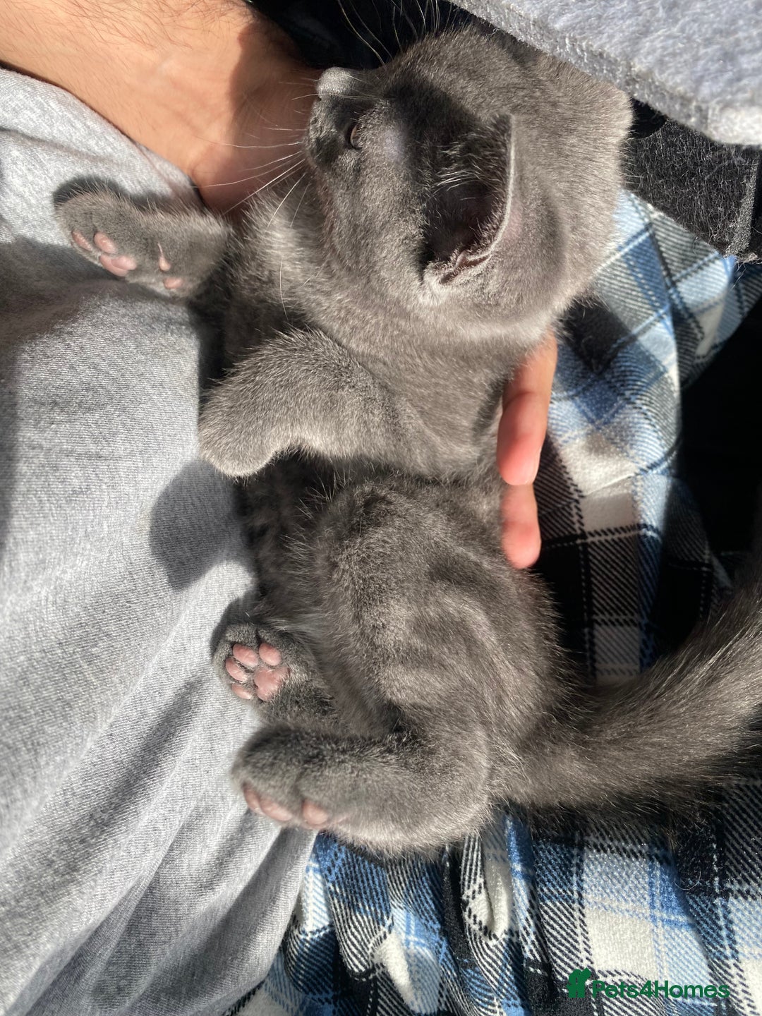 British Shorthair cats for sale: Brittish Shorthair Crossbreed Kittens  - Image 2