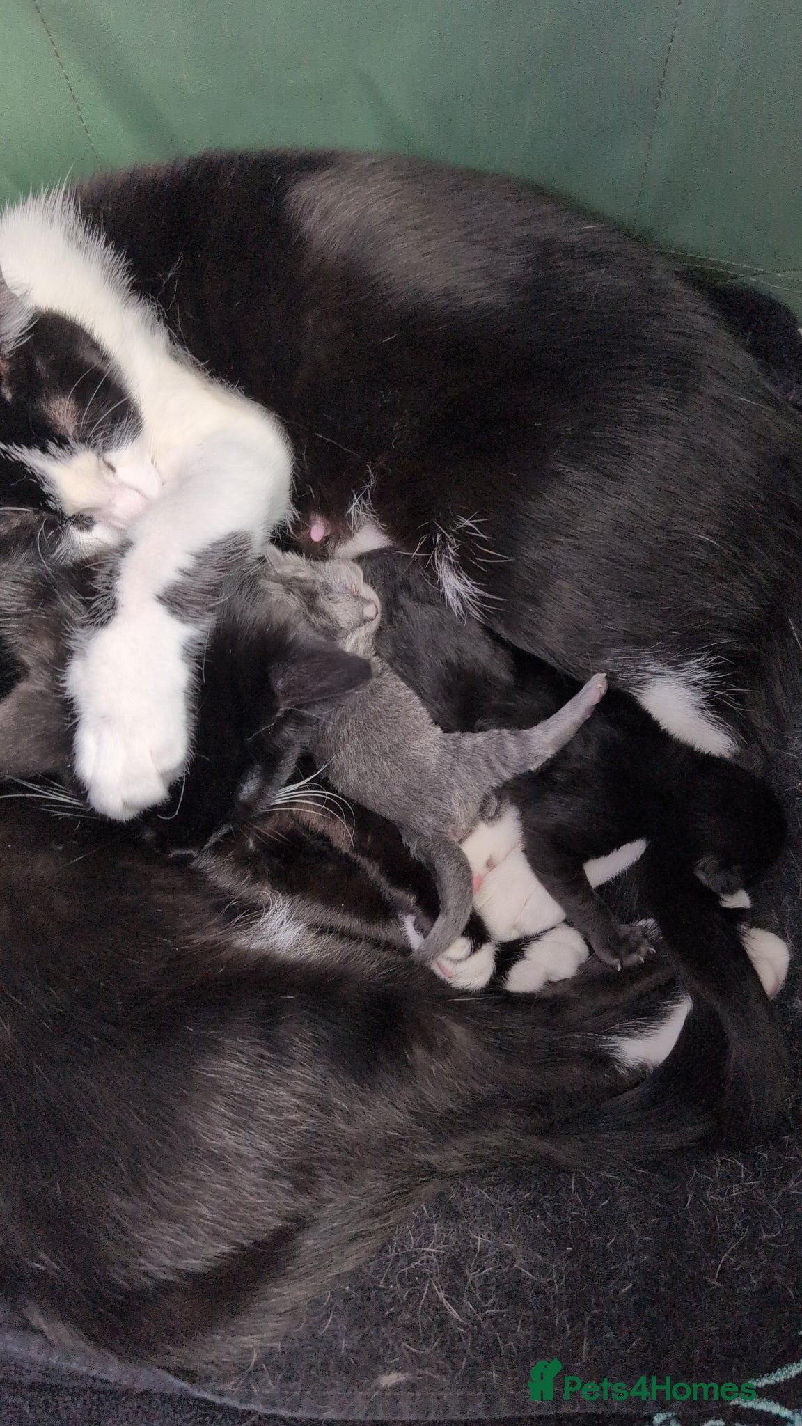 Mixed Breed cats Mixed breed kittens  - Advert 2