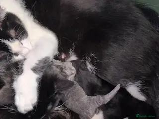 Mixed Breed cats Mixed breed kittens - Advert 2