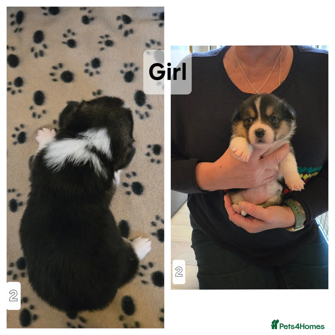 Welsh Corgi Pembroke dogs for sale: Welsh Pembrokeshire Corgis 2 x Boys & 4 x Girls - Advert 8