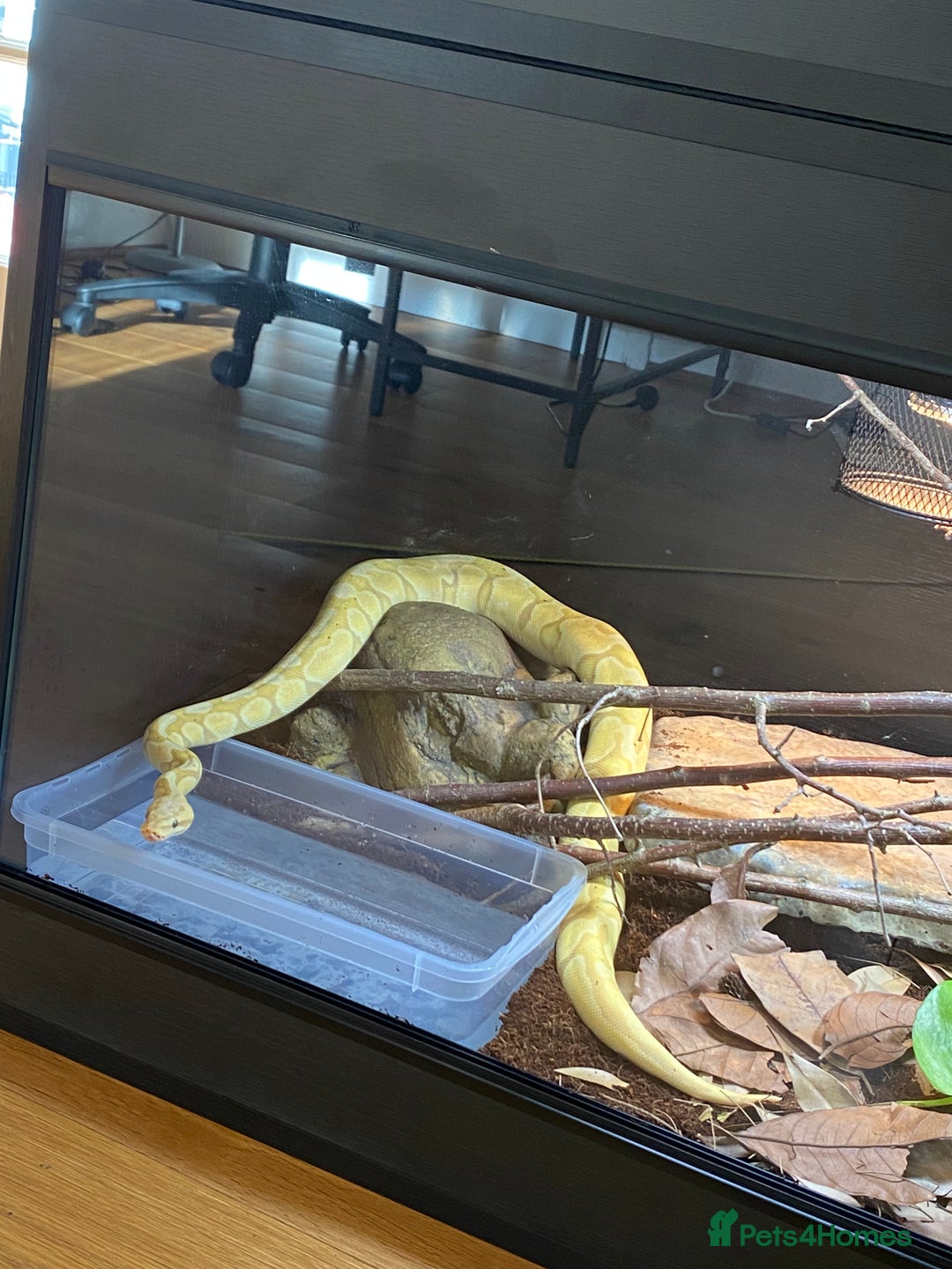 Python Snake reptiles for sale: Banana Ball Python  - Advert 4