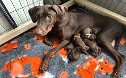 Dobermann dogs for sale: Beautiful litter of Doberman puppies  - Image 24