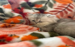 Scottish Fold cats for sale: Now Taking Reservations Scottish Straight  - Image 11