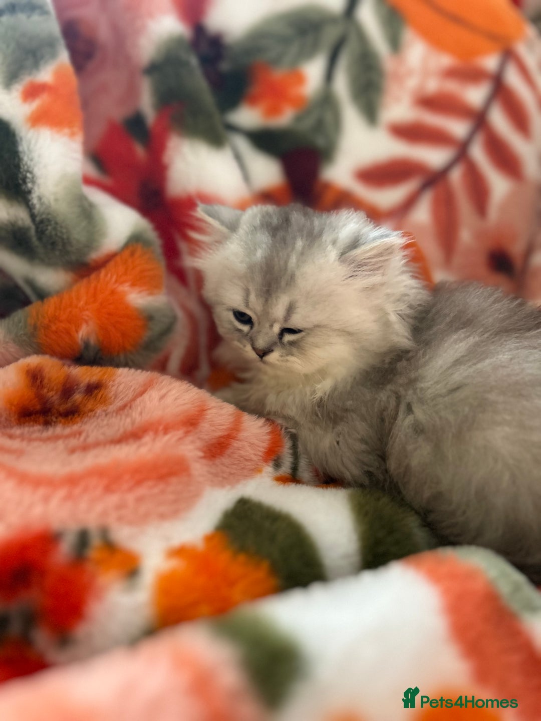 Scottish Fold cats for sale: Now Taking Reservations Scottish Straight  - Image 11