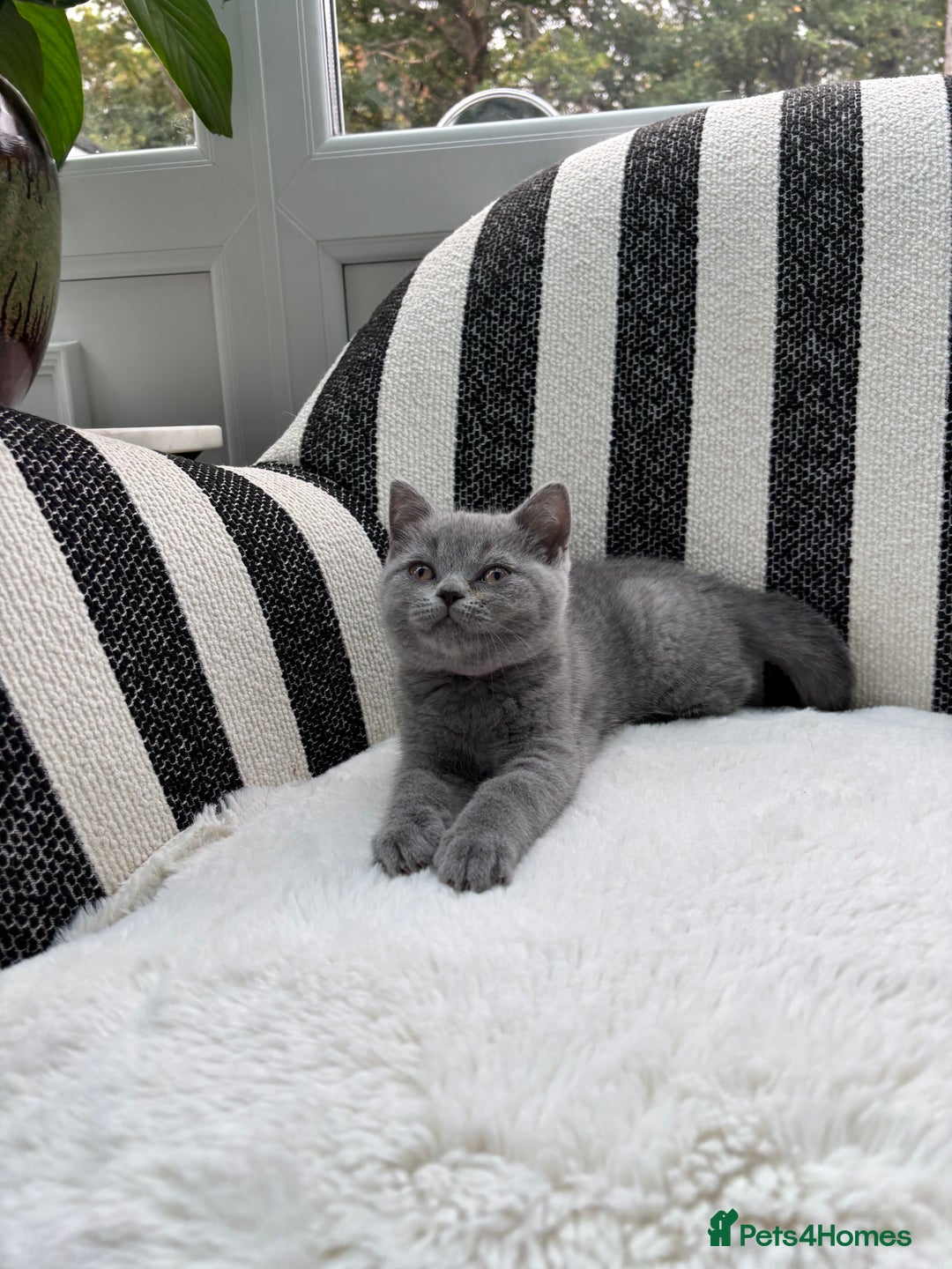 British Shorthair cats for sale: 💕British Shorthair Blue Kittens💕 - Image 6