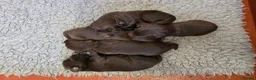 Cockerdor dogs for sale: Gorgeous Cockerdor Puppies  - Advert 6