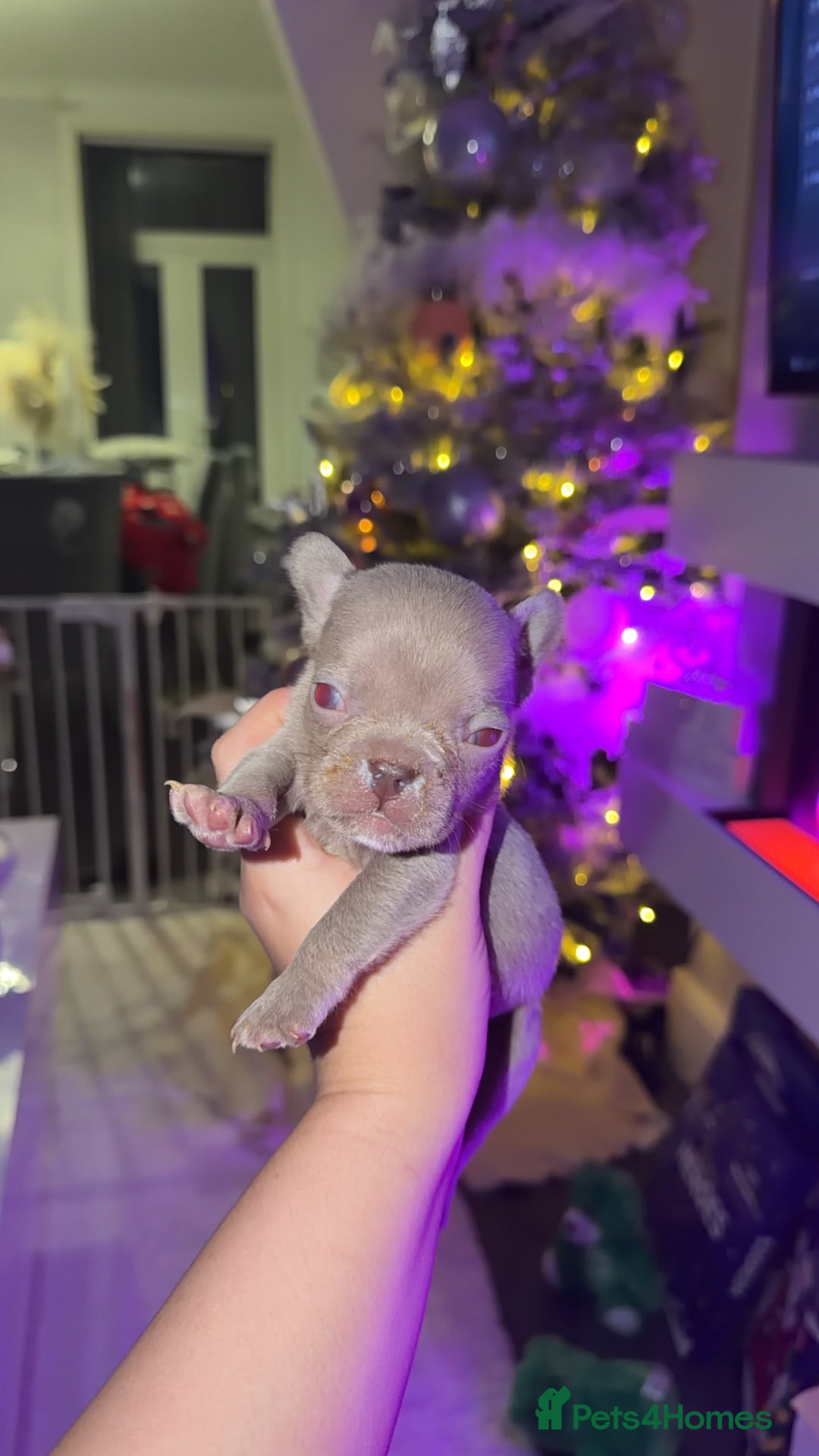 French Bulldog dogs for sale: Gorgeous Lilac, Pink Isabella, & Blue Frenchies - Advert 27