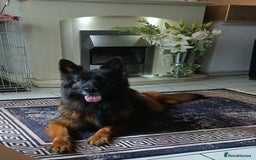 German Shepherd dogs for sale: TOP quality long coat puppies - Image 11