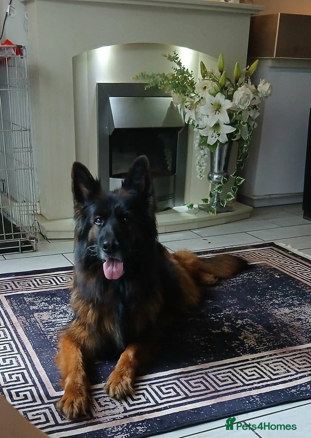 German Shepherd dogs for sale: TOP quality long coat puppies - Image 11
