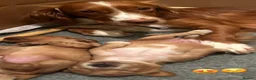 Cockapoo dogs for sale: Adorable Cockapoo Puppies in Keighley - Advert 22