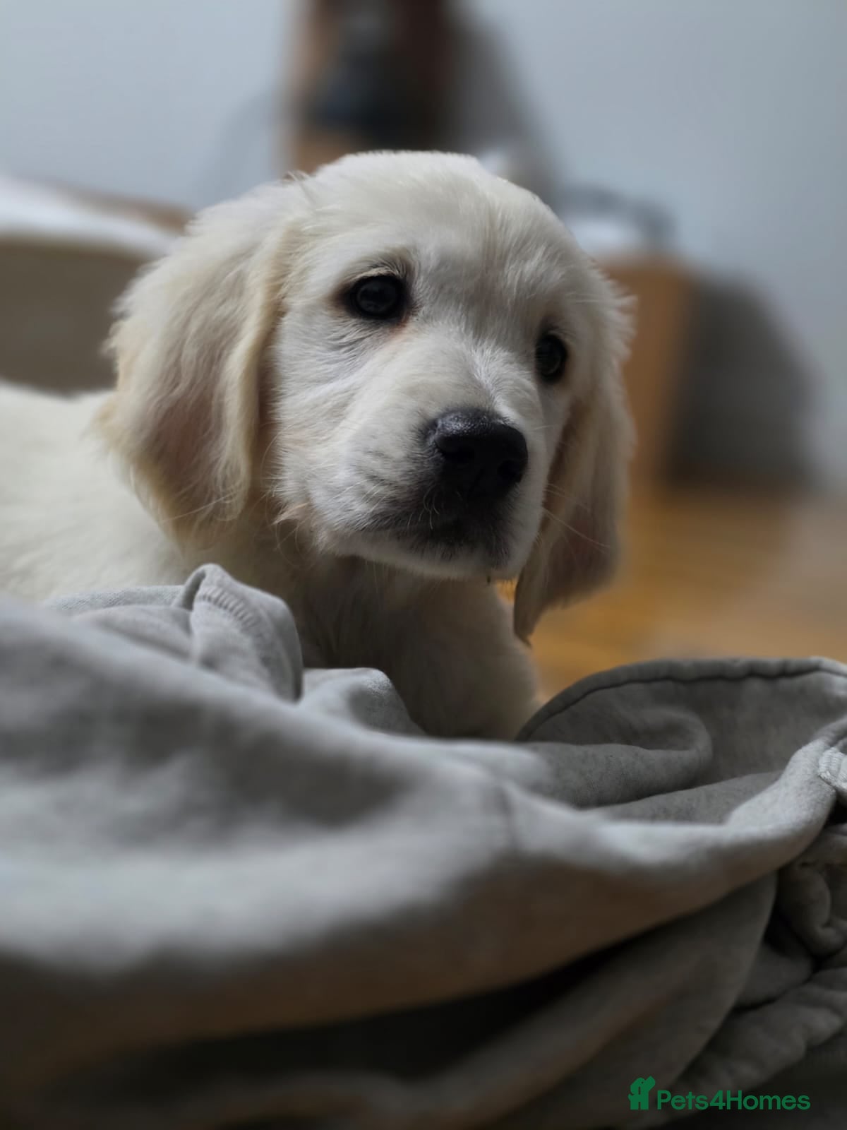 Golden Retriever dogs Stunning KC registered cream golden retrievers - Advert 4