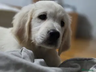 Golden Retriever dogs Stunning KC registered cream golden retrievers - Advert 4