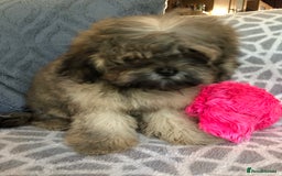 Shihpoo dogs for sale: shihpoo puppies for sale  - Image 6
