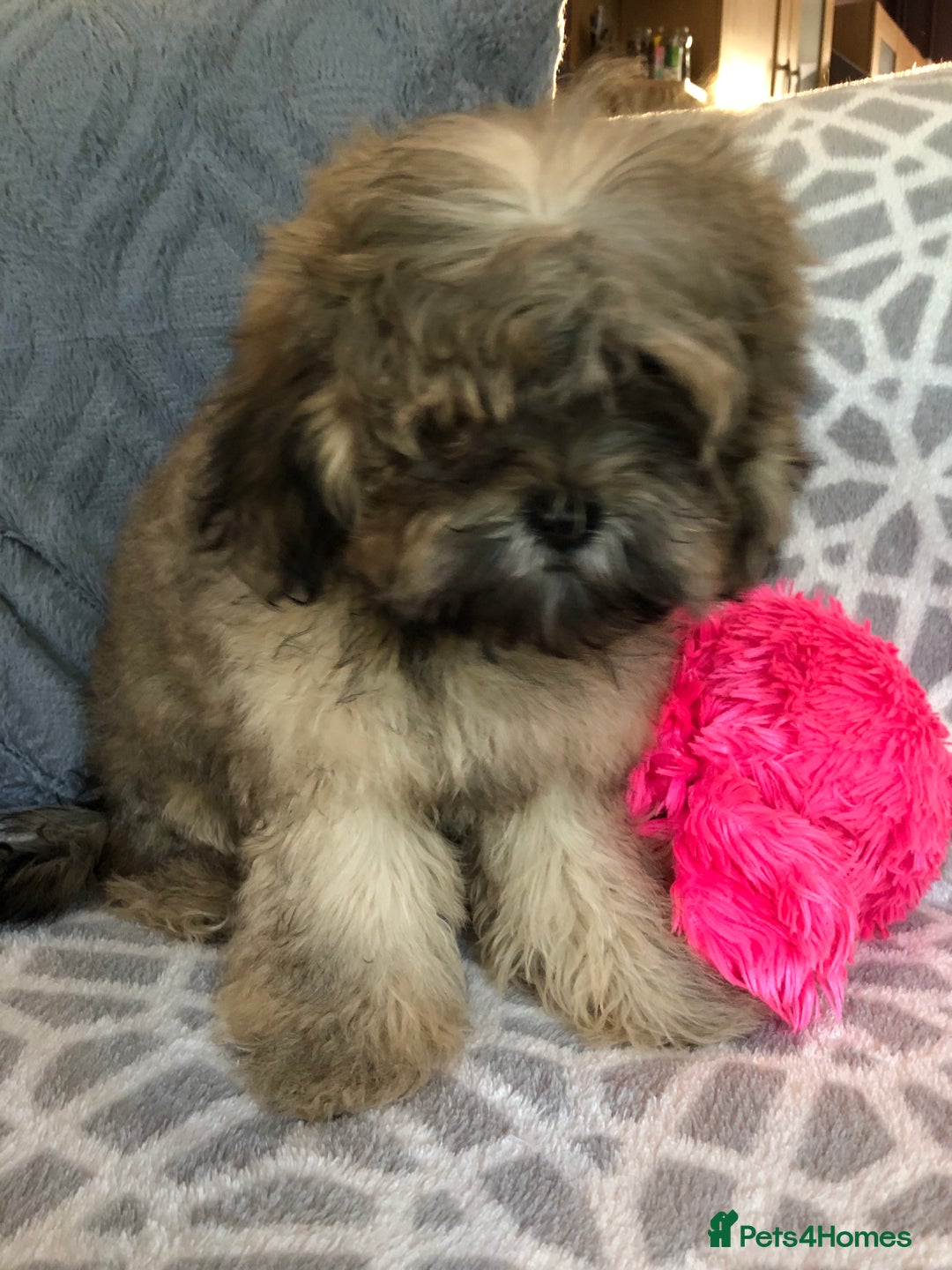 Shihpoo dogs for sale: shihpoo puppies for sale  - Image 6