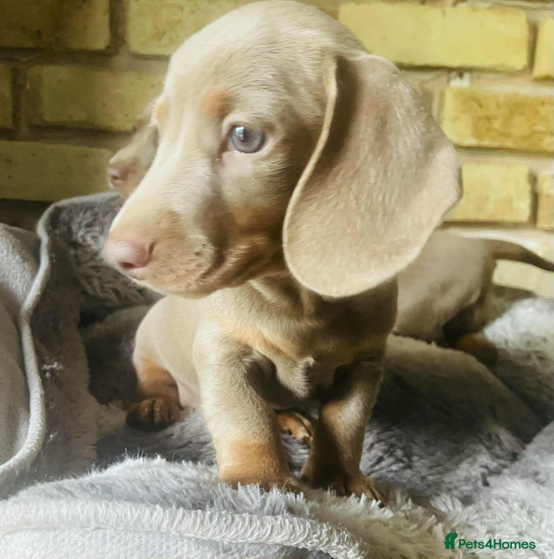 Miniature Dachshund dogs for sale: READY NOW ISABELLA MINIATURE DACHSHUND PUPPIES - Image 8