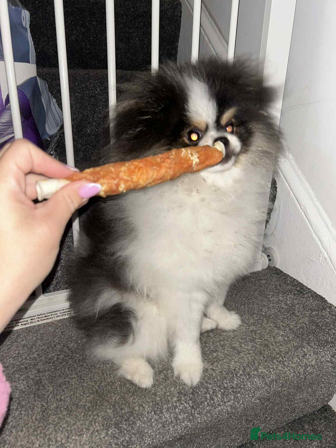 Pomeranian dogs for sale: Beautiful 7 month old boy Pomeranian  - Image 3