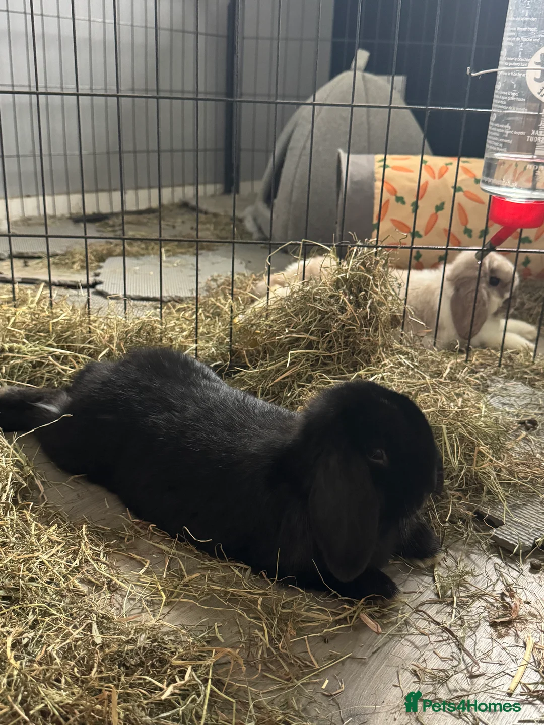 Mini Lop rabbits for sale: 2 male mini lops - Advert 1