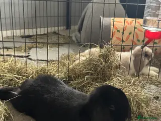 Mini Lop rabbits 2 male mini lops in Dunfermline - Advert 2