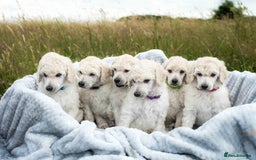 Standard Poodle dogs for sale: It has to be ALL WHITE Standard Poodle Puppies - Image 1