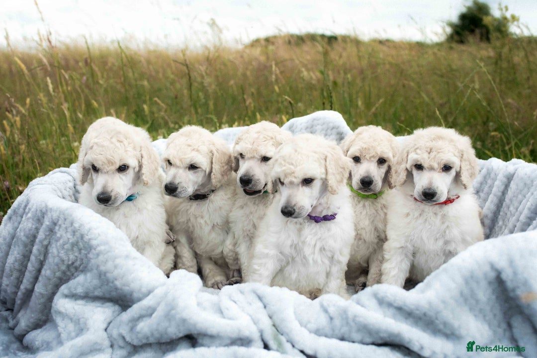 Standard Poodle dogs for sale: It has to be ALL WHITE Standard Poodle Puppies - Image 1