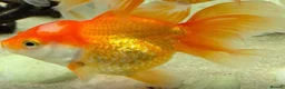 Fancy Goldfish fish for sale: Fancy Goldfish for sale in Southampton - Advert 2