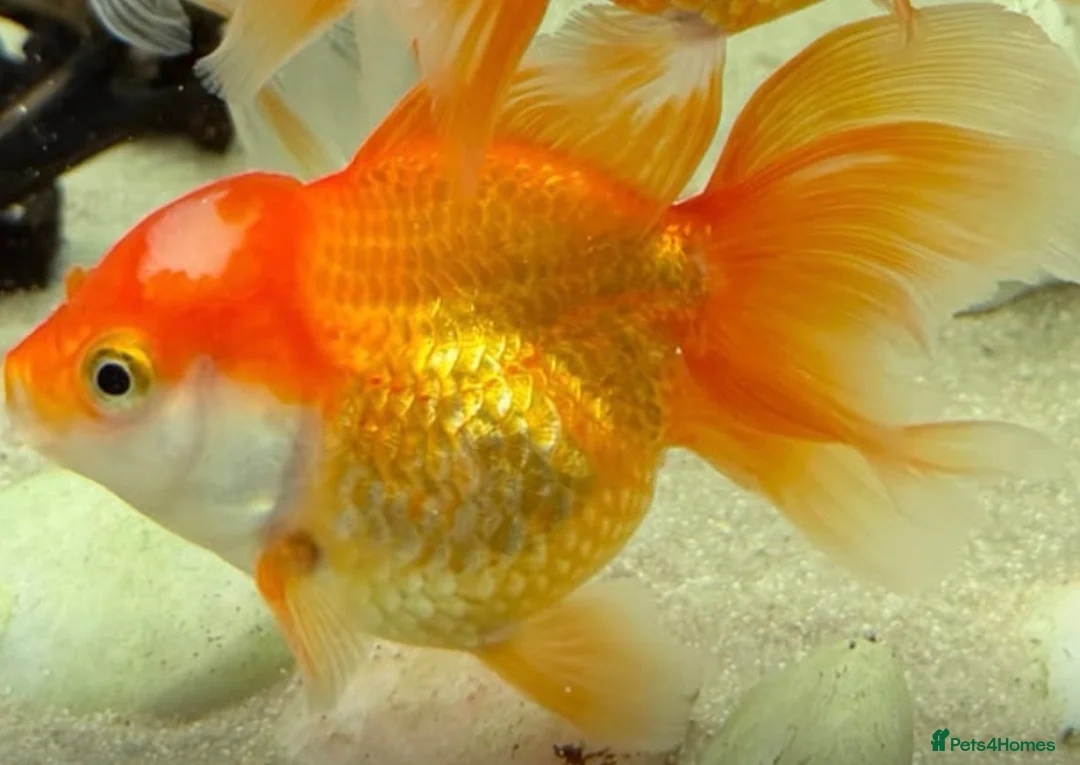 Fancy Goldfish fish for sale: Fancy Goldfish for sale in Southampton - Advert 2