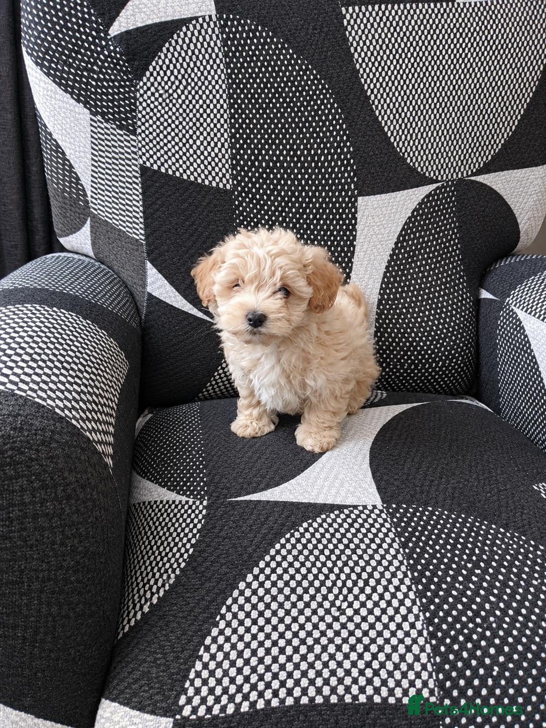 Maltipoo dogs for sale: Korean mulitpoo 2 girls remaining  - Advert 2