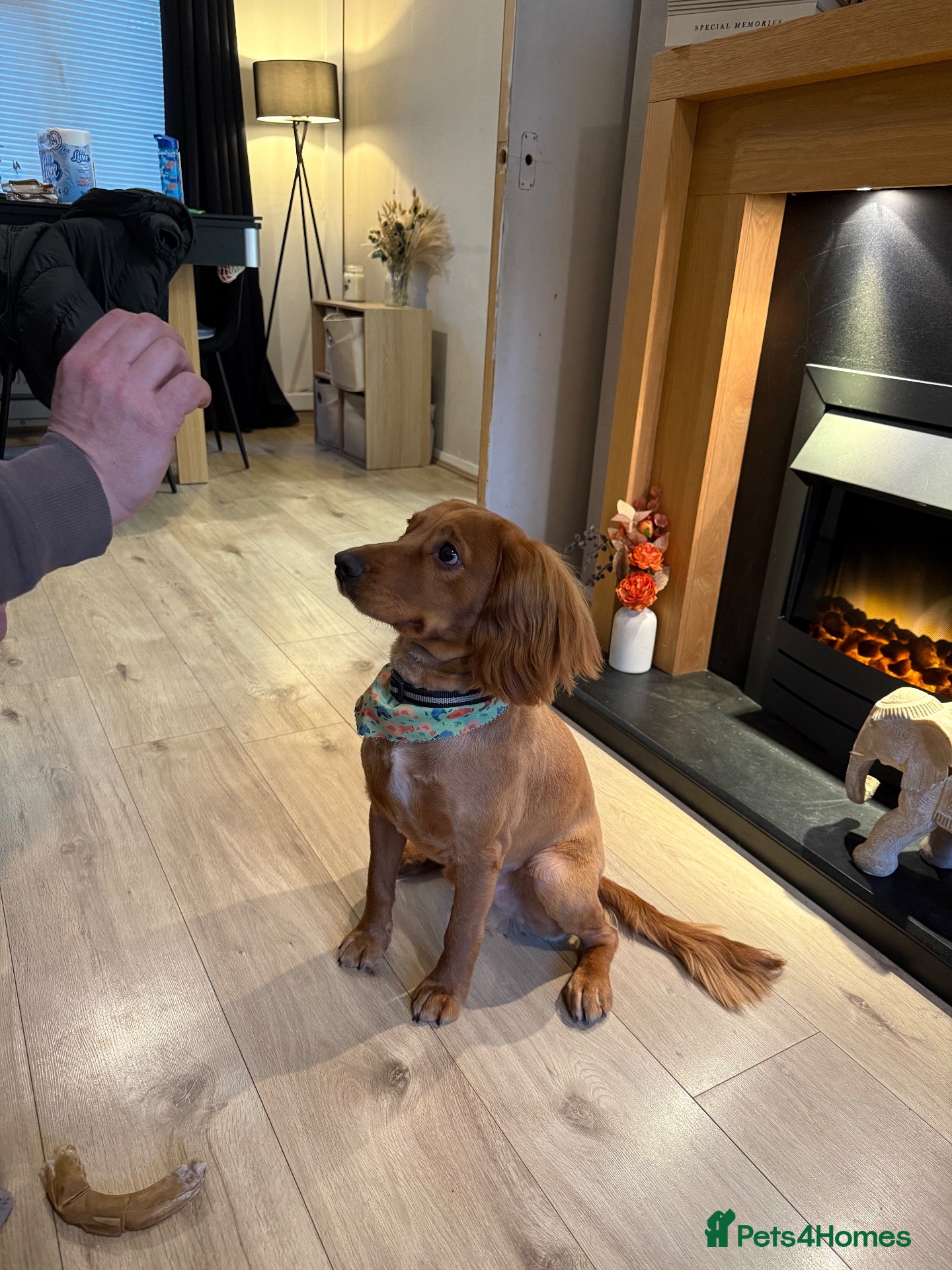 Cocker Spaniel dogs Teddy  - Advert 10