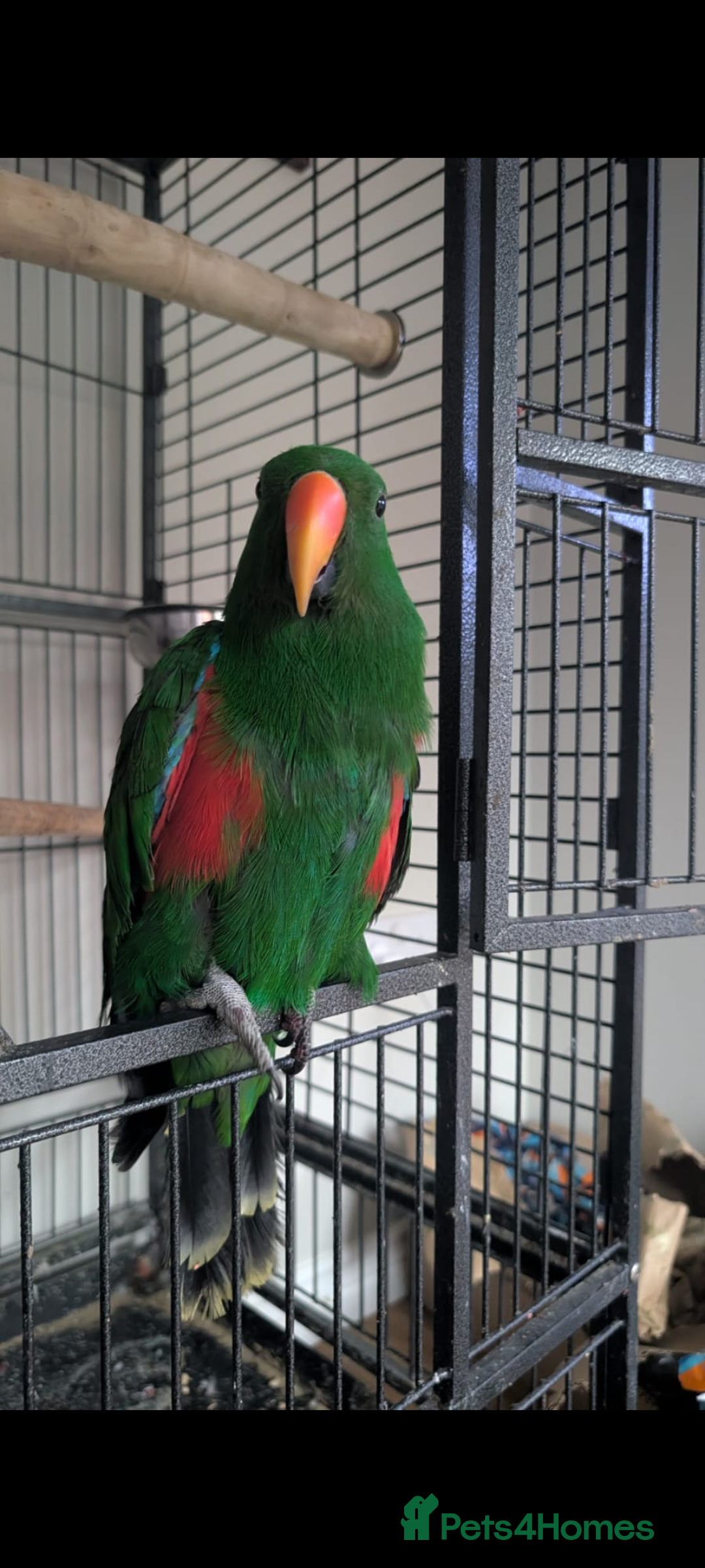 Parrots birds for sale: Male Eclectus  - Image 7