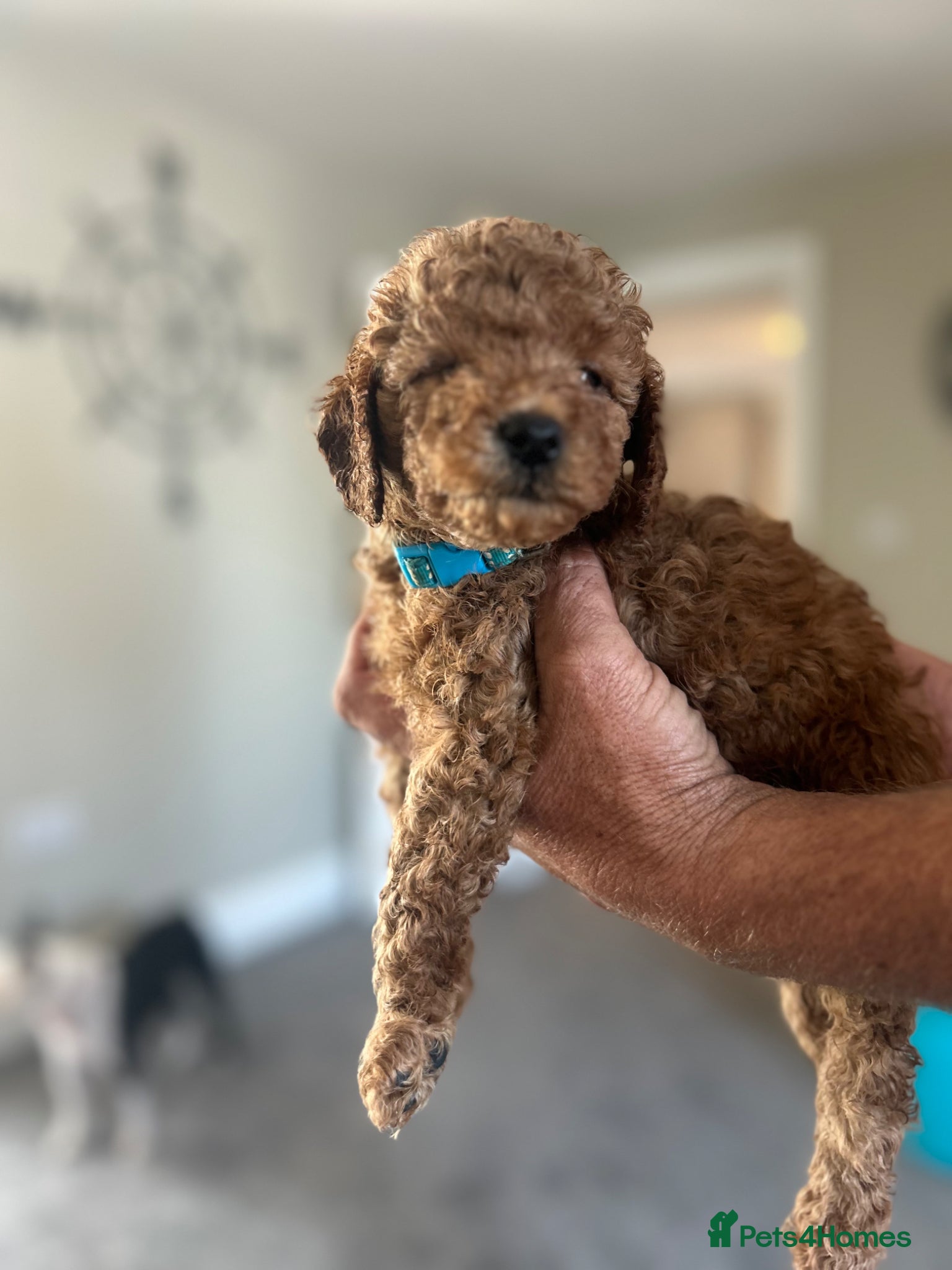 Cavapoo dogs F1b red Cavapoos 4 boys 4 girls just 3 boys left  - Advert 2