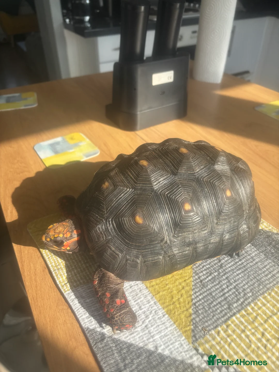 Tortoise reptiles for sale: redfooted tortoise in Chester-le-Street - Advert 2