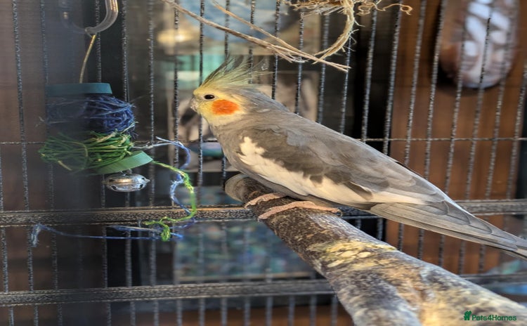 Cockatiels birds - Advert 2