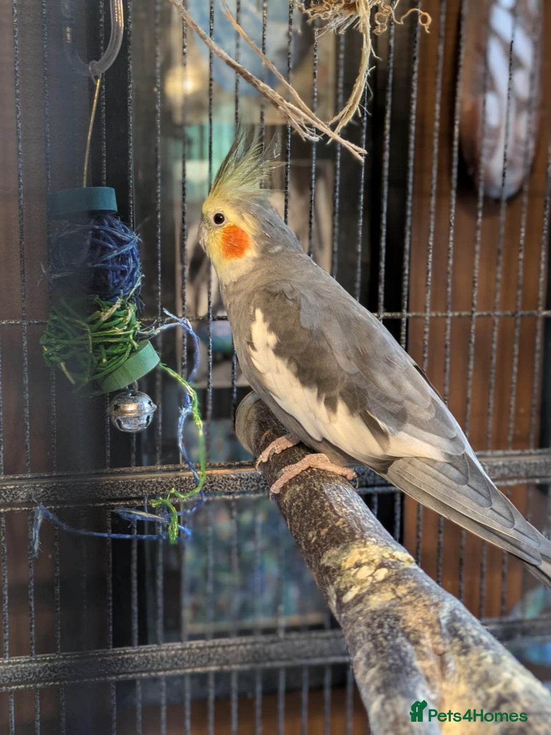 Cockatiels birds for sale: Pair of cockateils looking for a new home. - Image 1