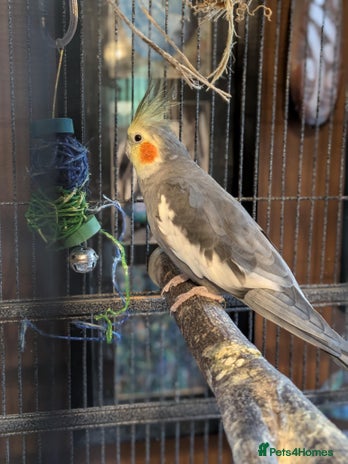 Cockatiels birds - Advert 12