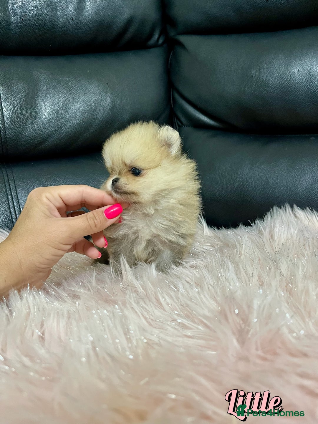Pomeranian dogs for sale: 🔥Very Tiny🧸 Top Quality  - Image 10