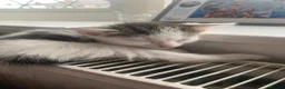 Mixed Breed cats for sale: 4 beautiful kittens for sale ready now - Advert 5