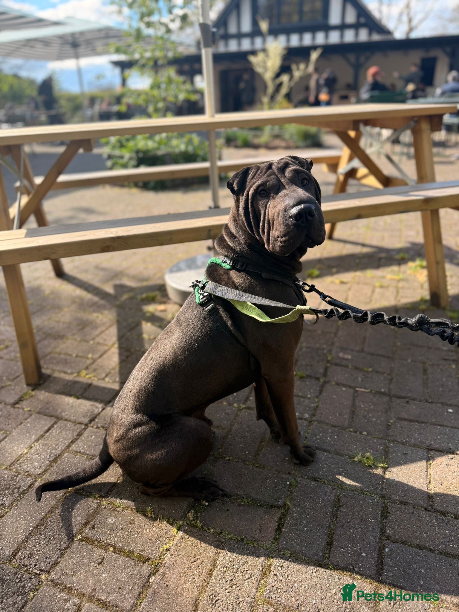 Shar Pei dogs for sale: Shar pei 10 months old  in Ipswich - Advert 3