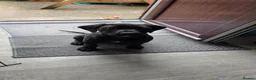 Staffordshire Bull Terrier dogs for sale: Male puppy for sale - Advert 10